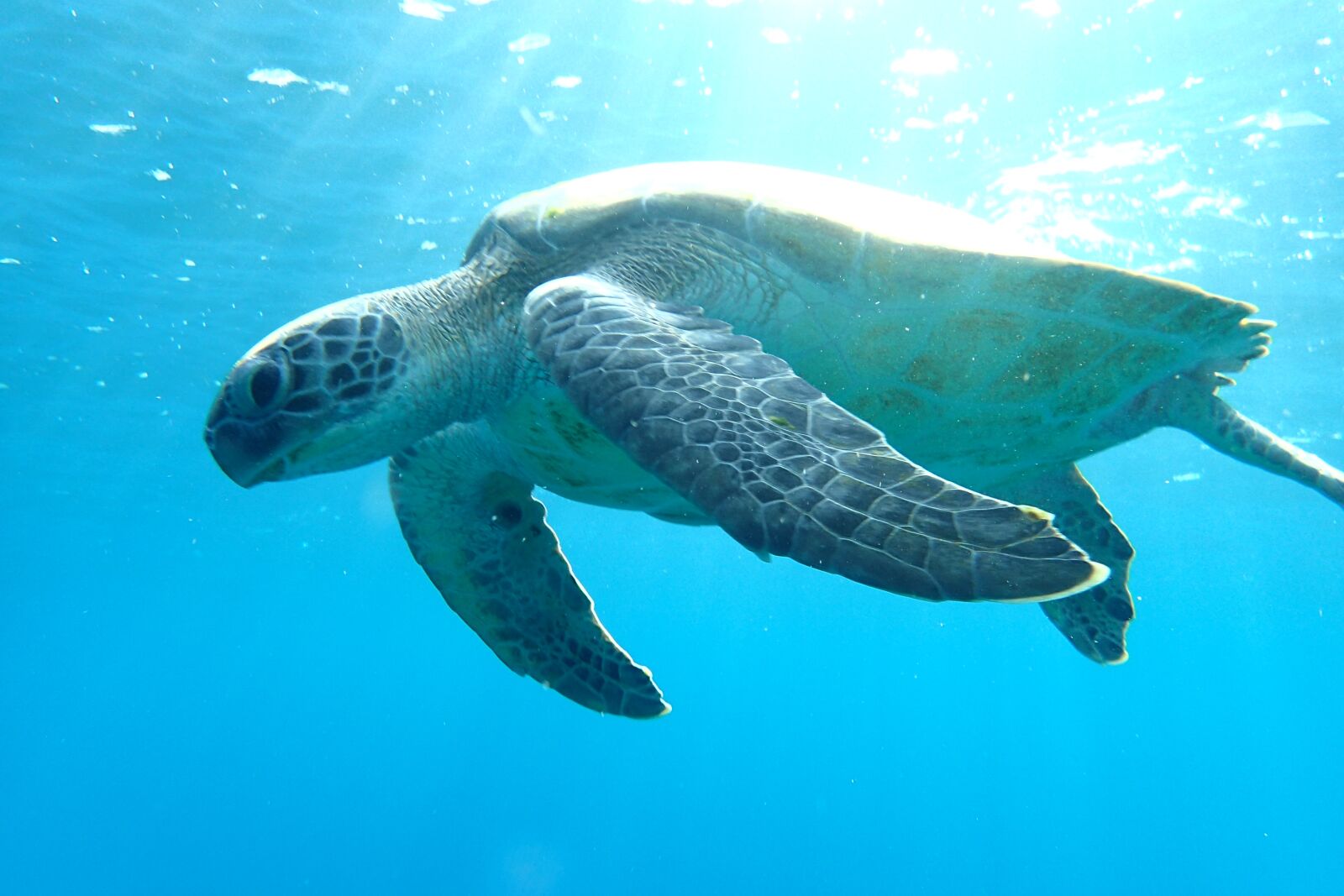 Olympus TG-3 sample photo. Turtle, ocean, sea life photography