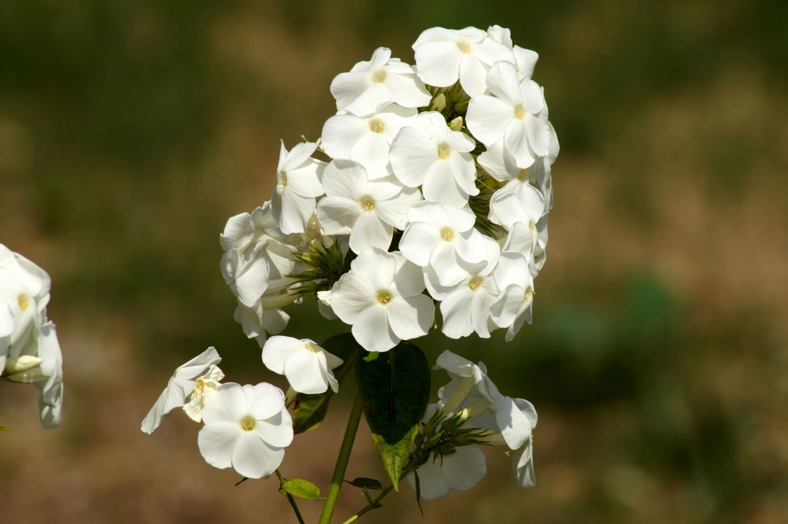 Sony SLT-A58 sample photo. Flower, white, summer photography