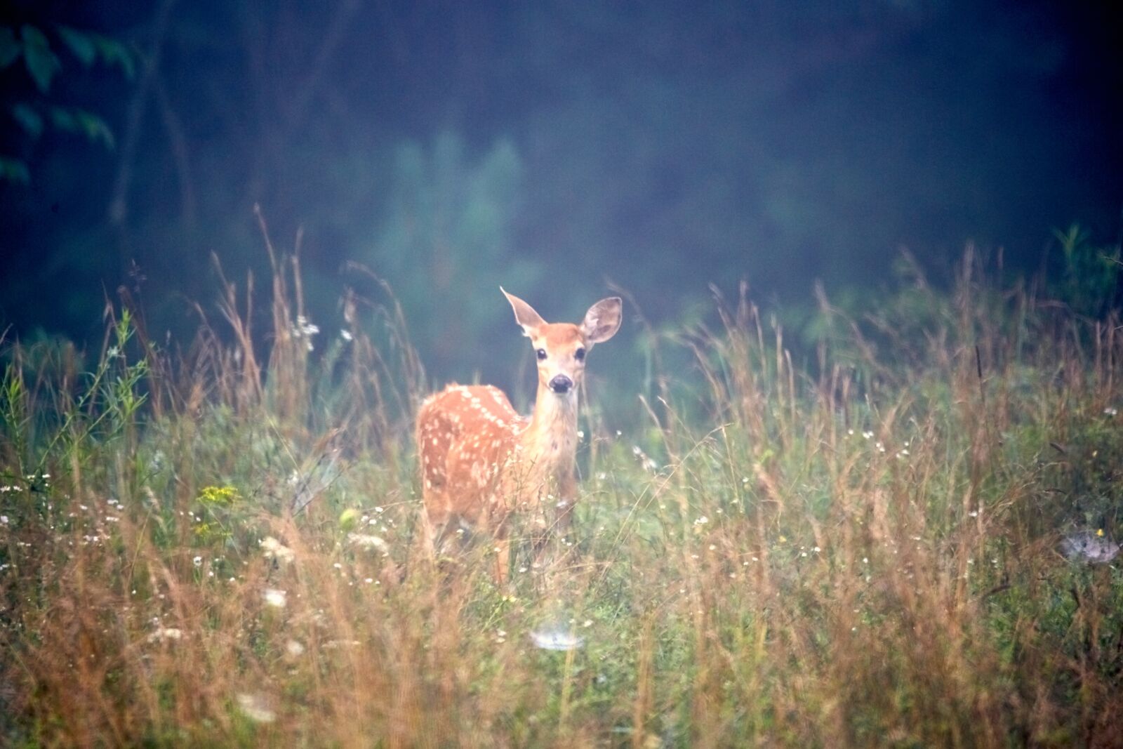 Sigma 150-600mm F5-6.3 DG OS HSM | C sample photo. Deer, animal, nature photography