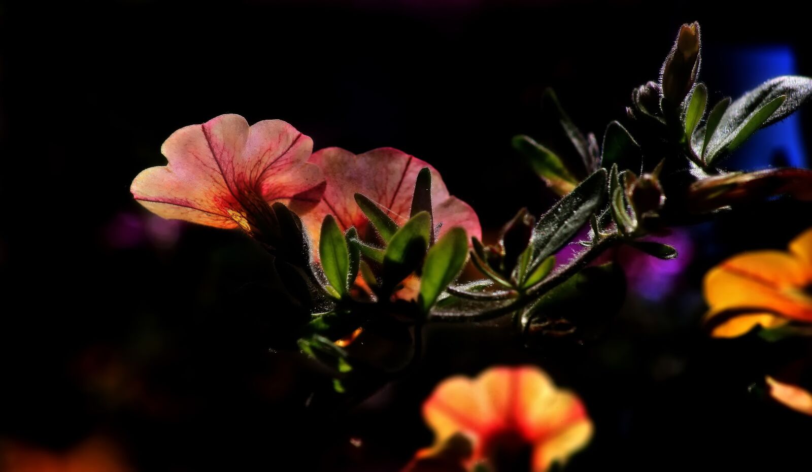 Canon EOS 1000D (EOS Digital Rebel XS / EOS Kiss F) sample photo. Flowers, colors, spring photography
