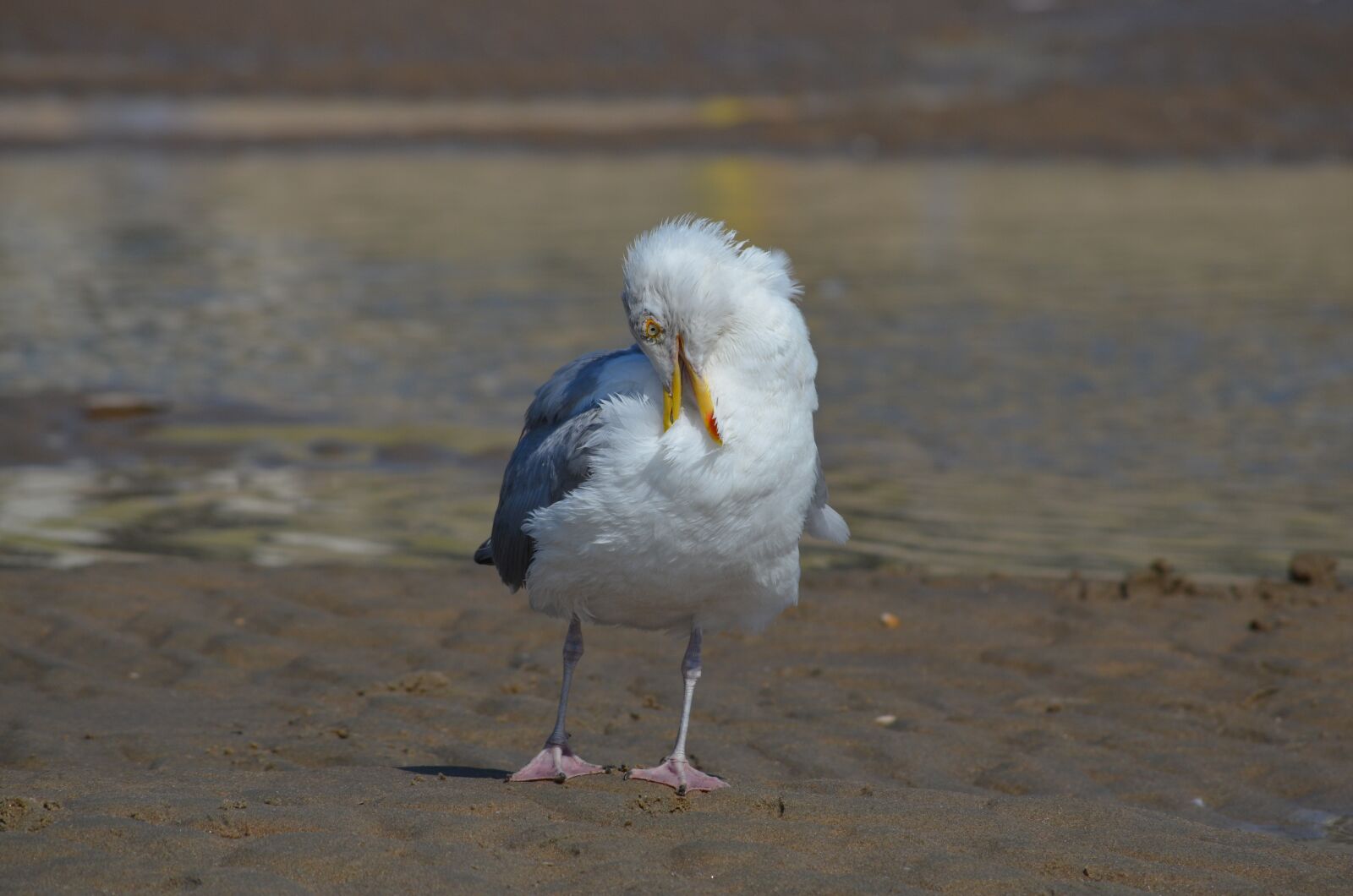 Nikon D5100 sample photo. Gull, bird, waters photography