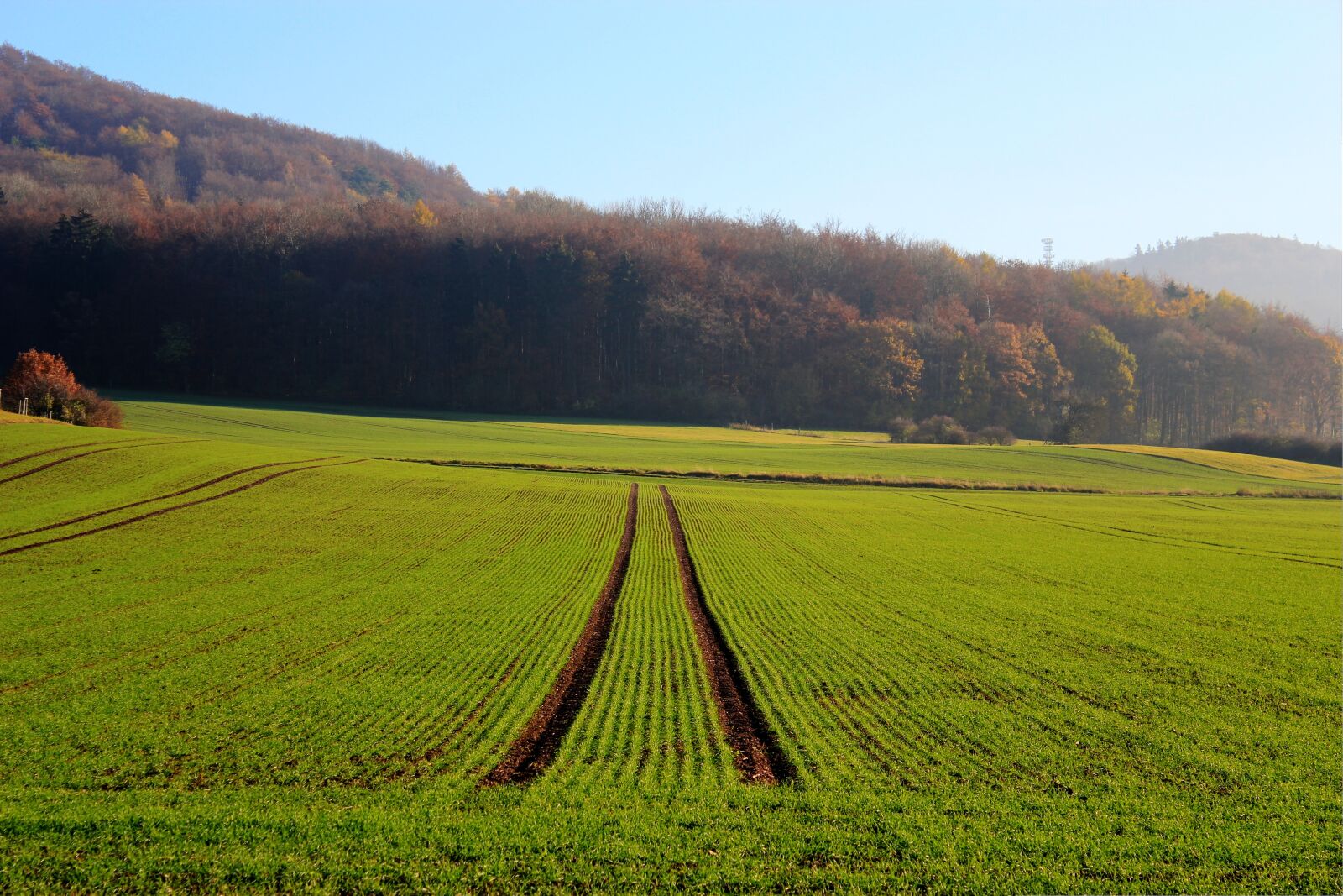 Canon EOS 550D (EOS Rebel T2i / EOS Kiss X4) sample photo. Field, seed, agriculture photography