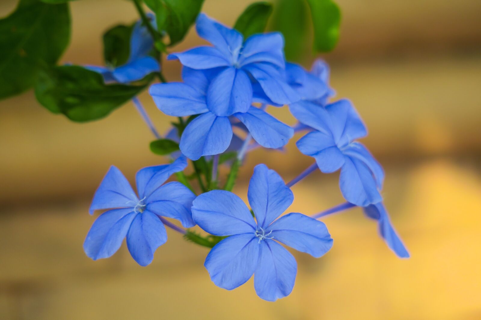 Canon PowerShot G3 X sample photo. Blue flower dan, flower photography