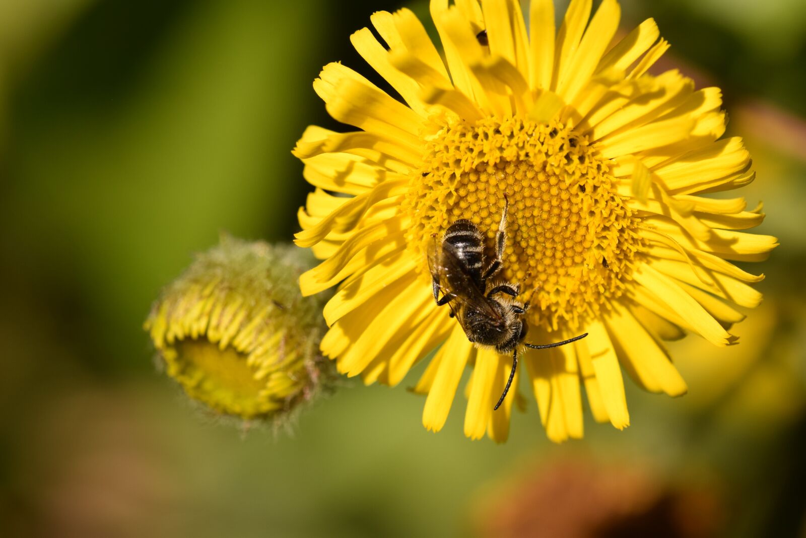 Nikon D5300 sample photo. Bee, bee wild, flower photography