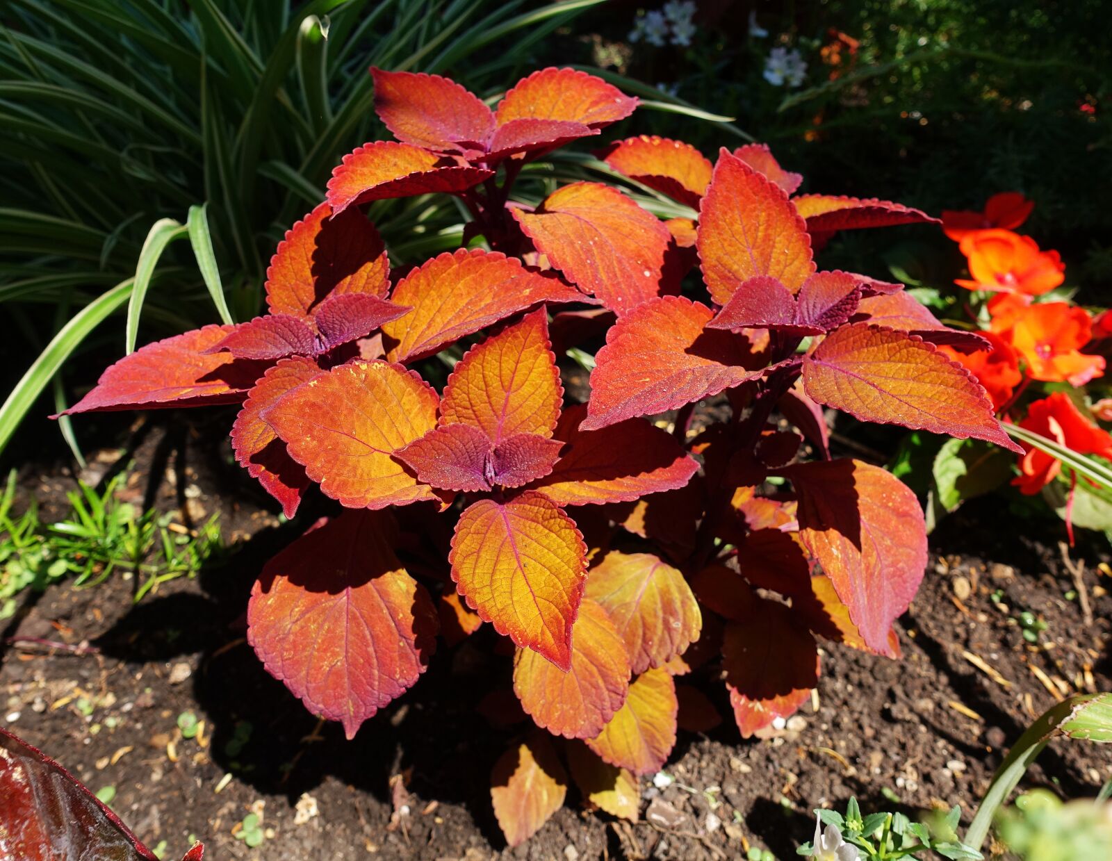 Sony DSC-RX100M5 sample photo. Coleus, colourful leaf plant photography