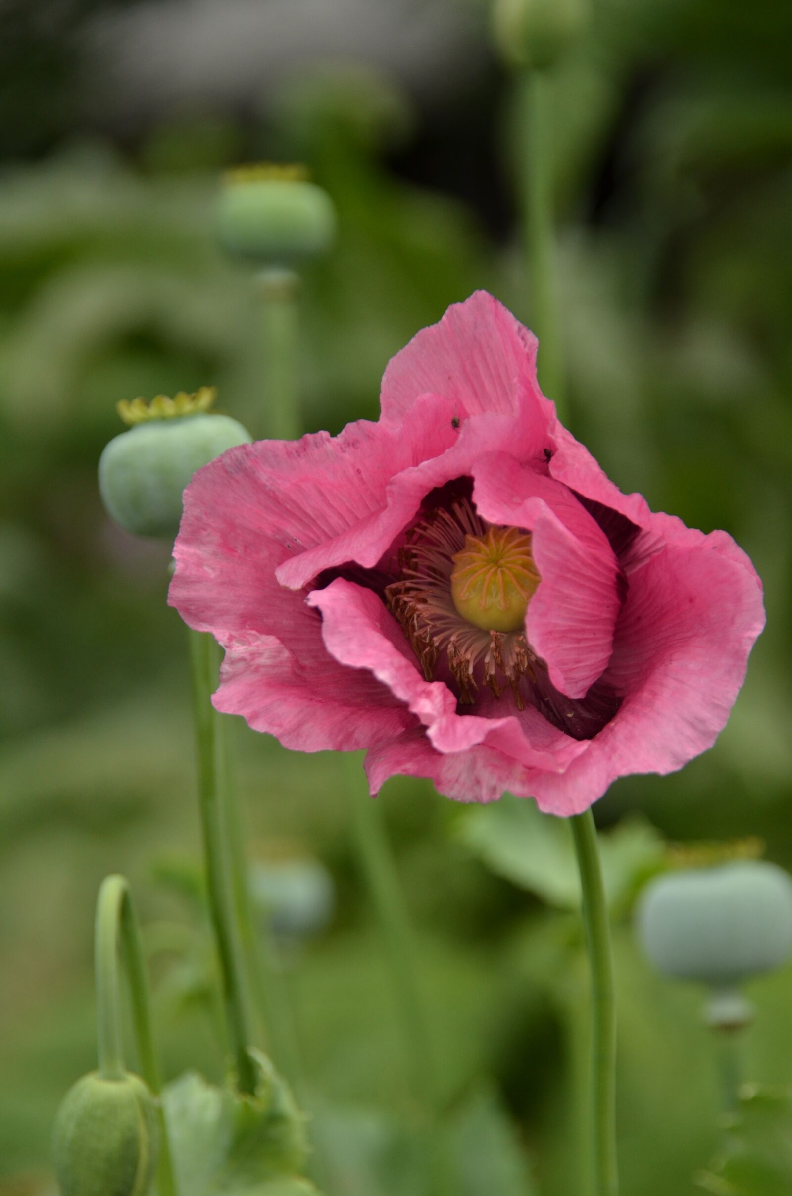 Nikon D7000 sample photo. Poppy, pink, plant photography