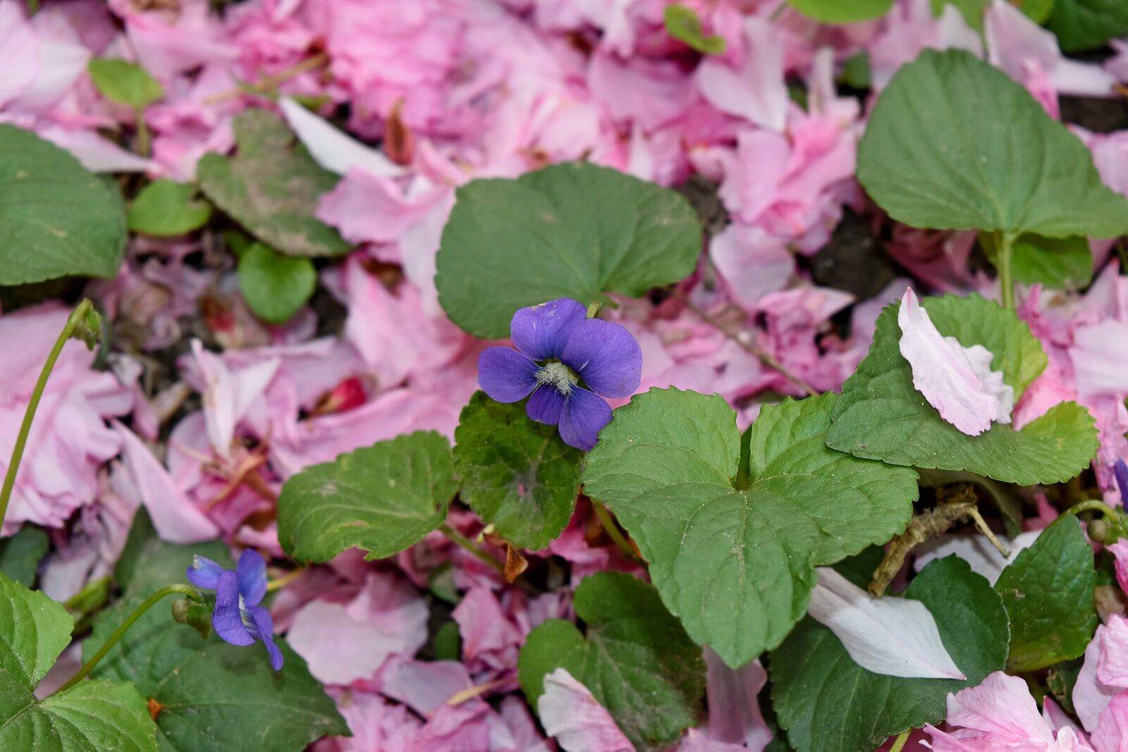 Nikon D5500 sample photo. Ground, petals, pink, plant photography
