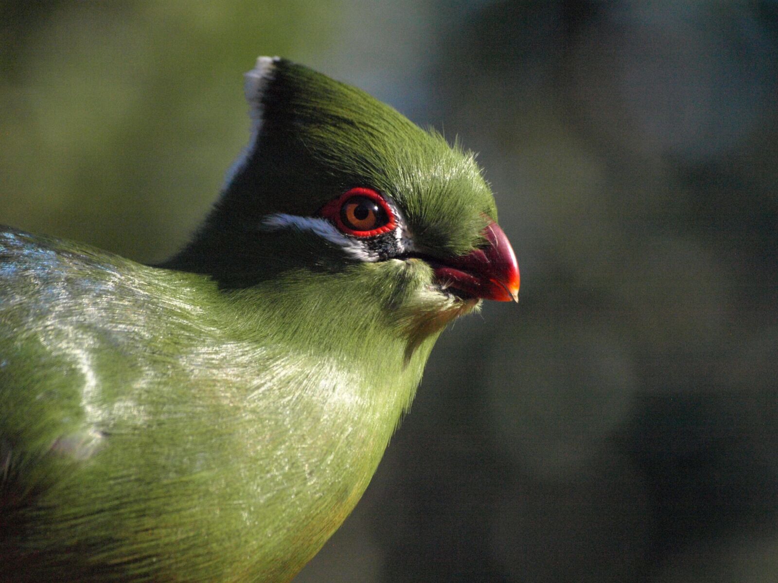 Olympus E-510 (EVOLT E-510) sample photo. Bird, portrait, plumage photography