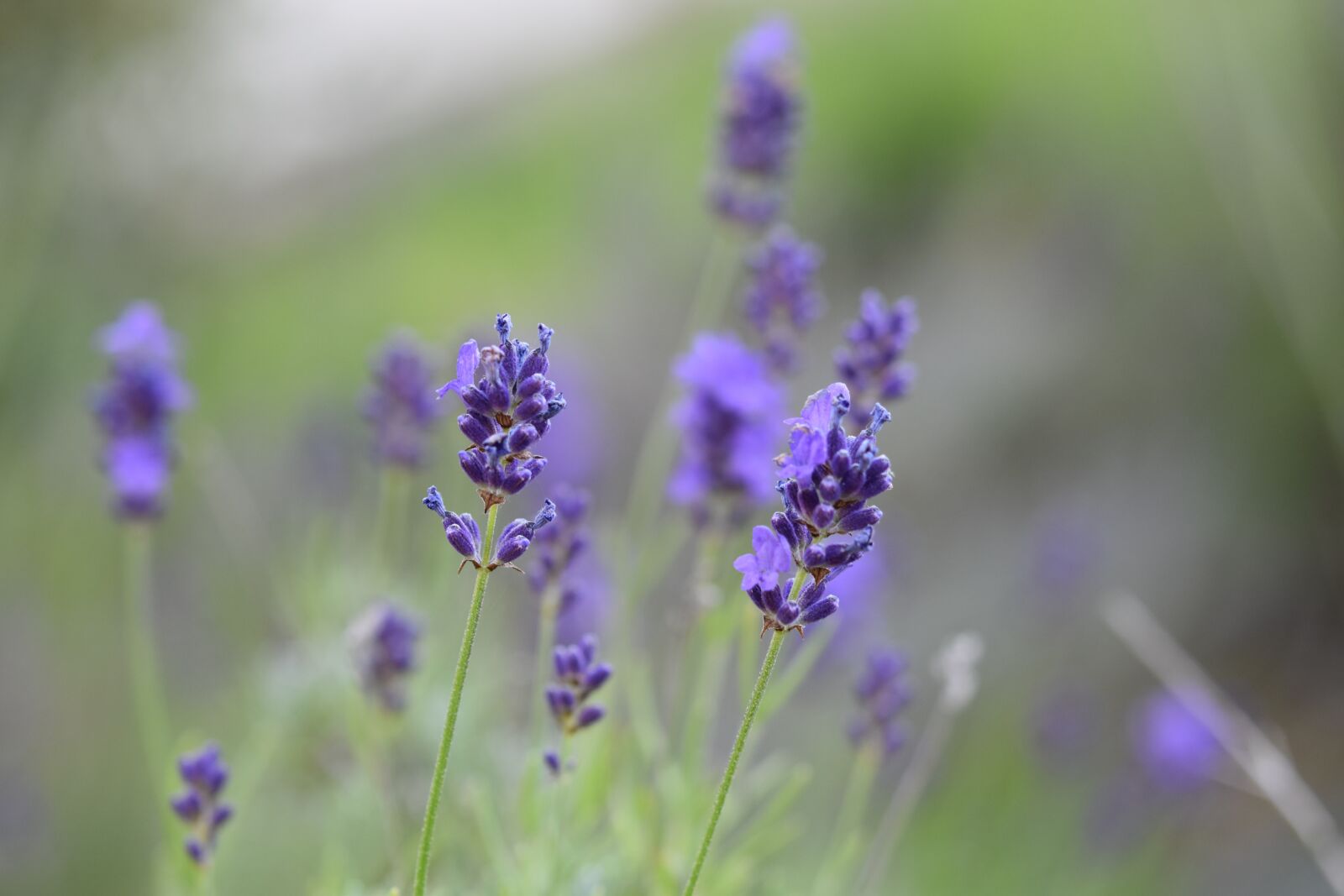 Nikon D5600 sample photo. Lavender, lavender flower, perfume photography