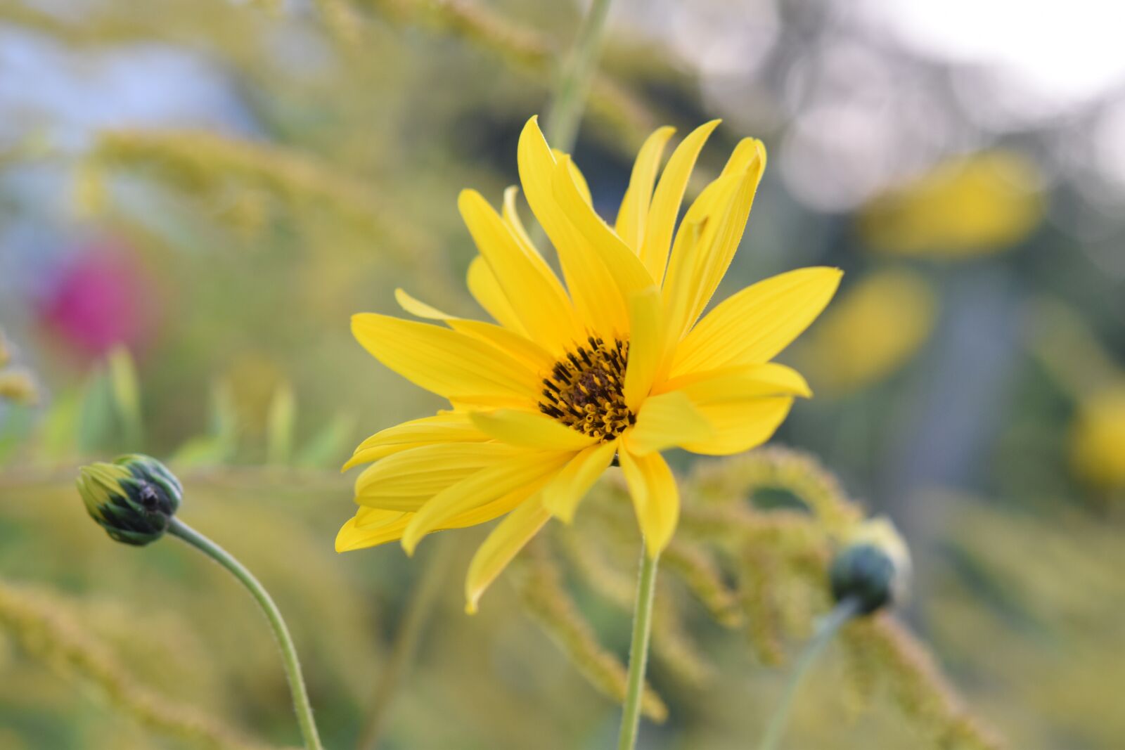 Nikon D5600 sample photo. Flower, flower yellow petals photography