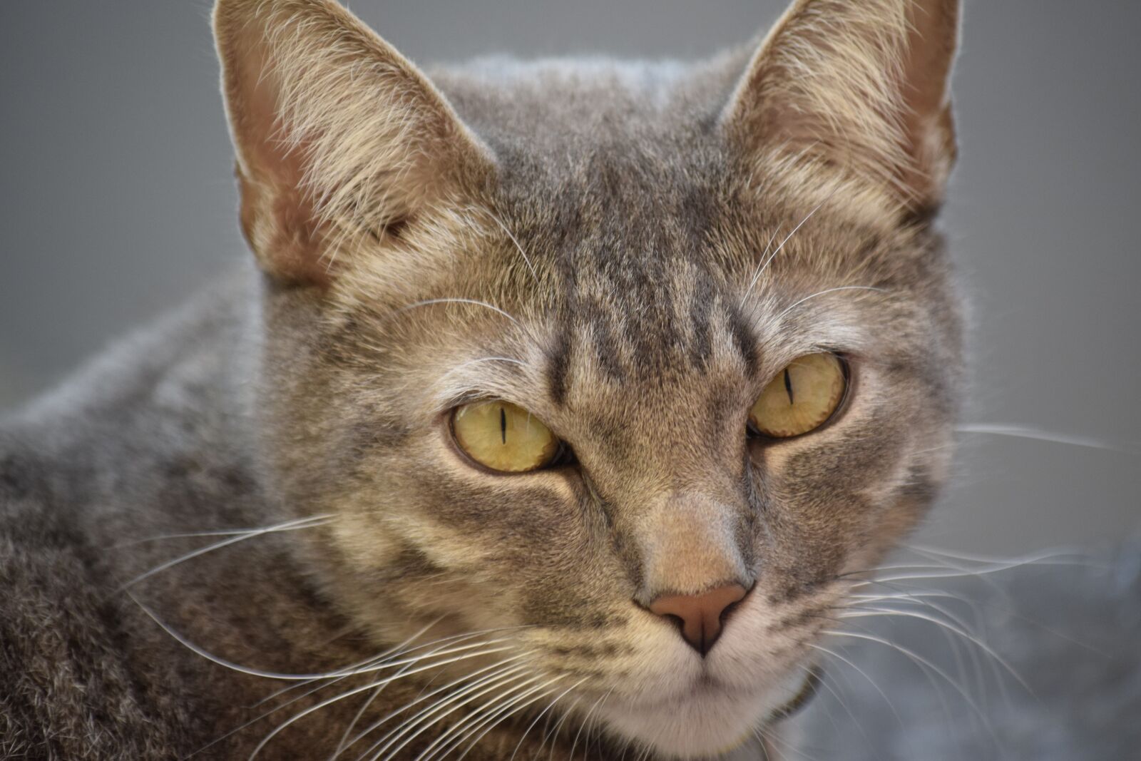Nikon D5300 sample photo. Cat, pet photography