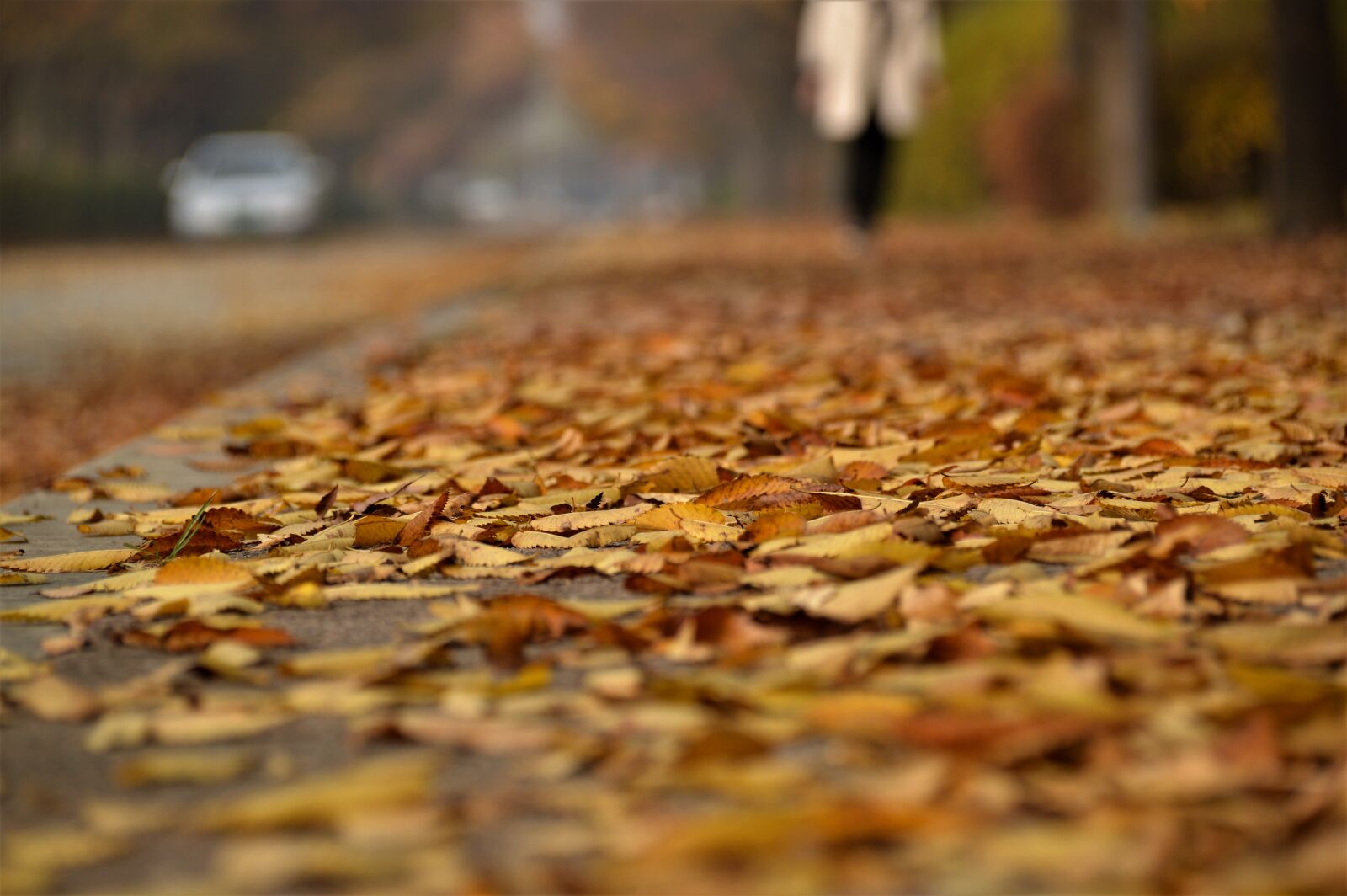 Nikon D3200 sample photo. Autumn, leaves, autumn leaves photography