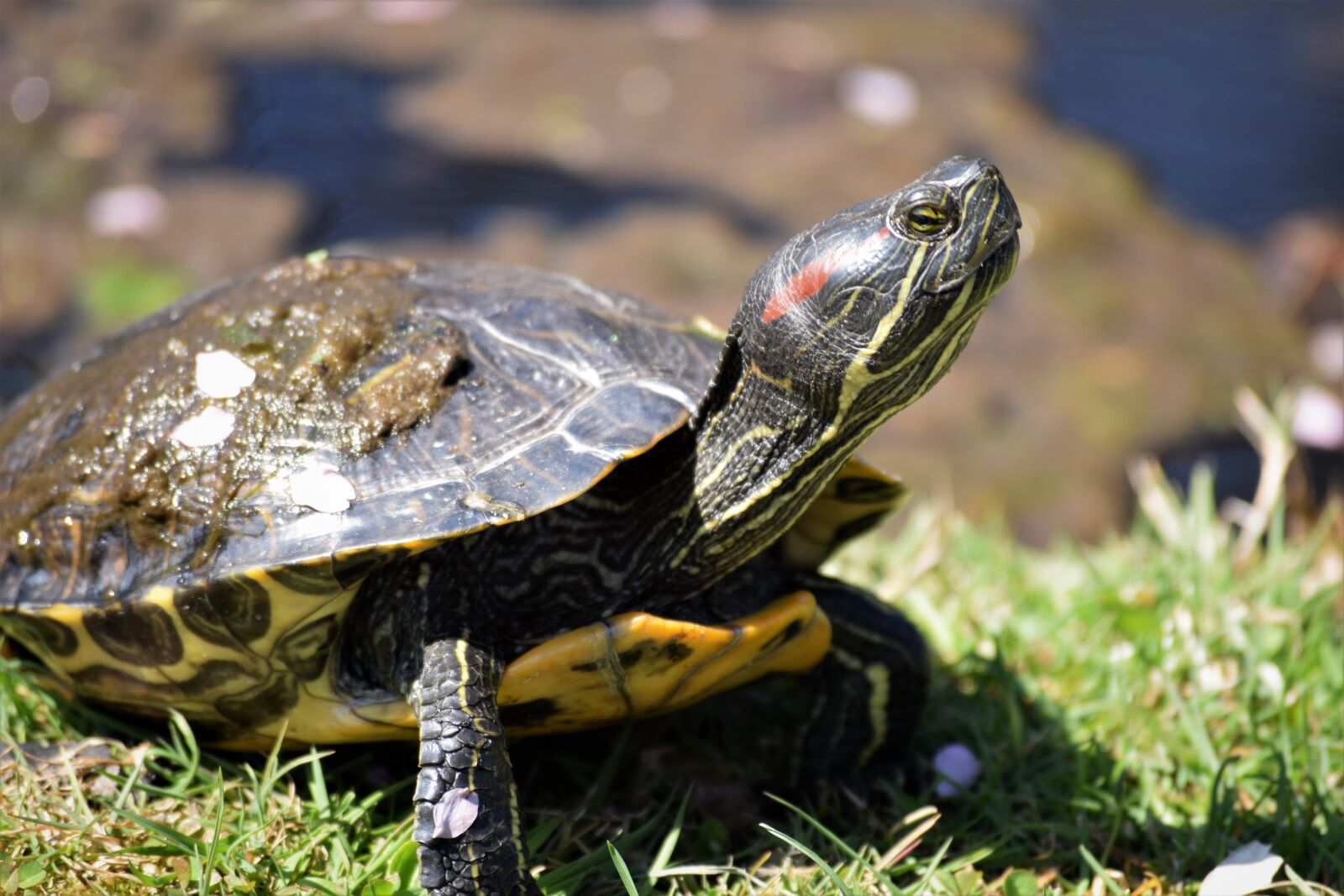 Nikon D3300 sample photo. Turtle, park, nature photography