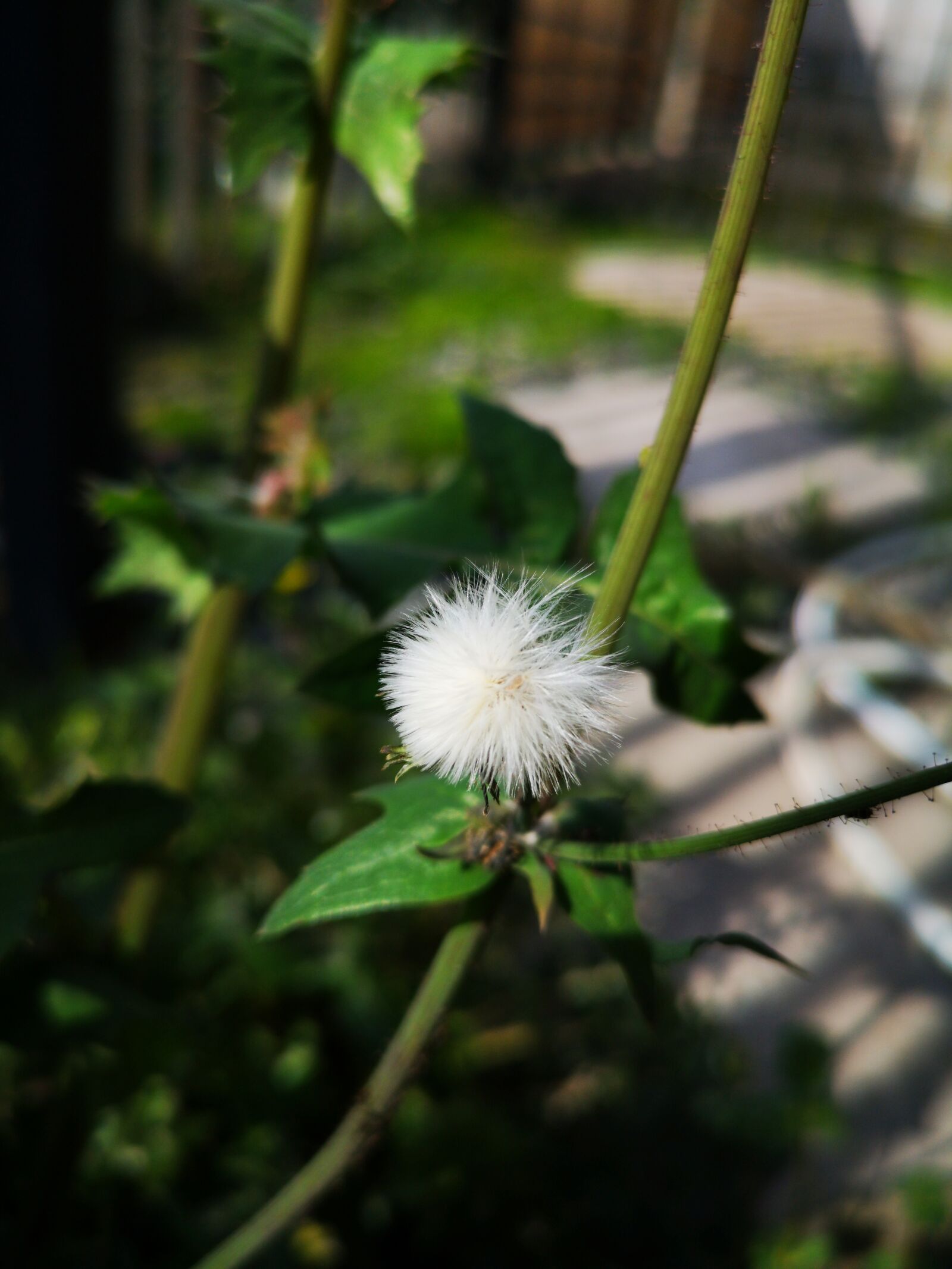 HUAWEI CLT-L09 sample photo. Flower, grow up, seeds photography