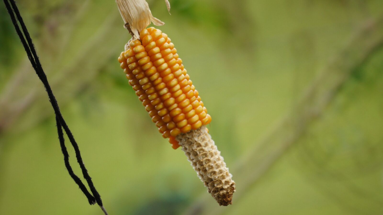 Sony SLT-A55 (SLT-A55V) + Sony 500mm F8 Reflex sample photo. Nature, in, colombia photography