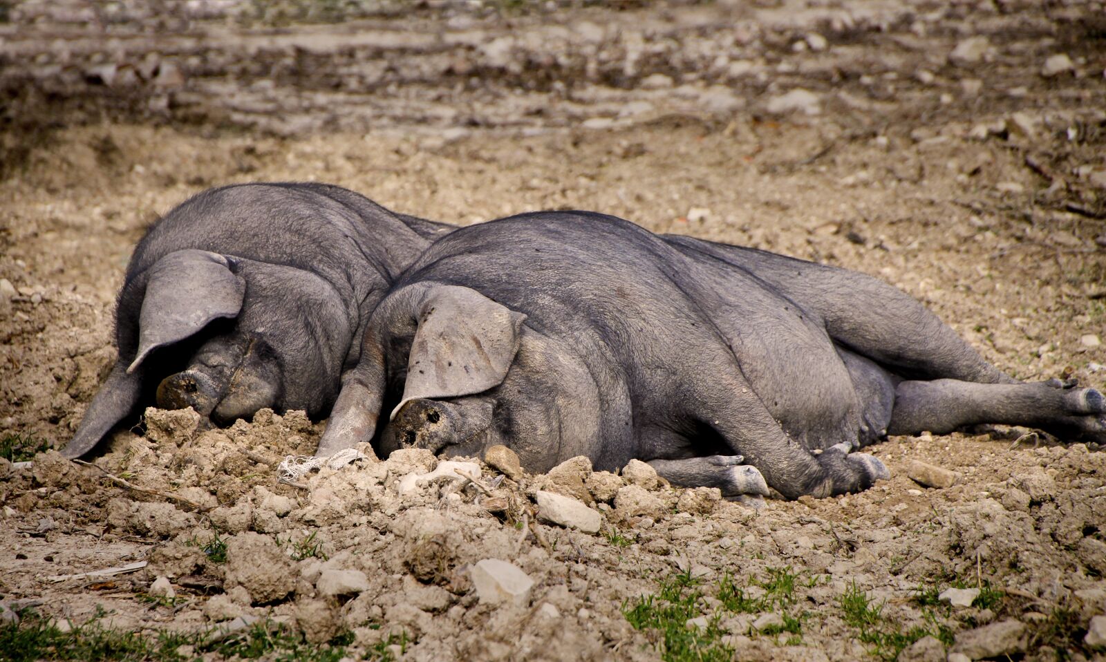 Canon EOS 1300D (EOS Rebel T6 / EOS Kiss X80) sample photo. Pig, sleep, lazing around photography