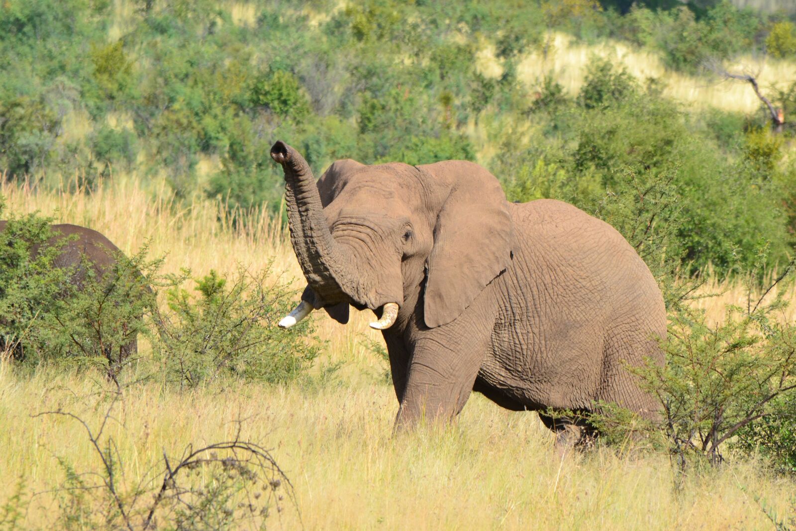 Nikon D3100 sample photo. Elephant, tusks, wildlife photography