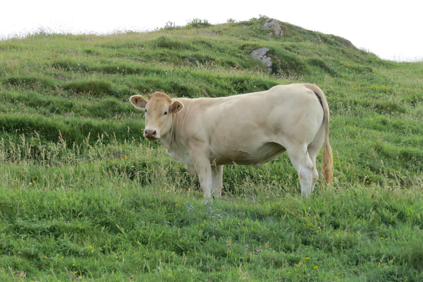 Canon PowerShot SX50 HS sample photo. Cow, animals, grass photography