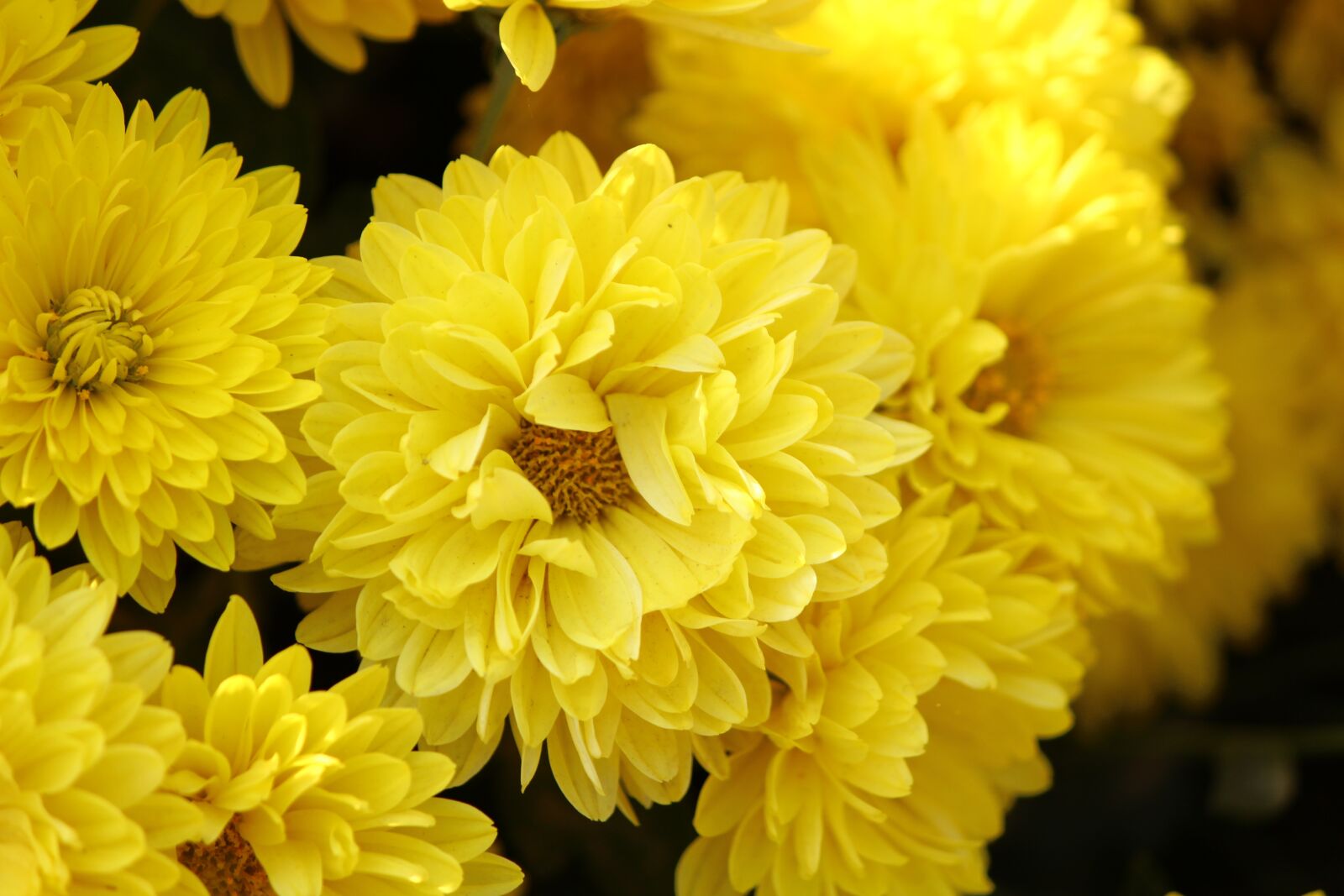 Canon EOS 700D (EOS Rebel T5i / EOS Kiss X7i) sample photo. Flower, chrysanthemums, yellow photography