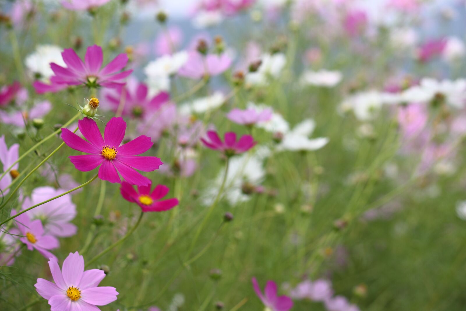 Canon EOS 50D sample photo. Cosmos, autumn, fall photography