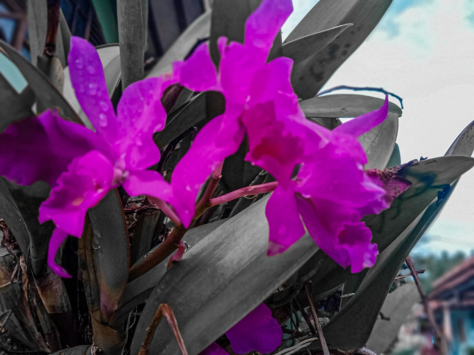 Realme C2 sample photo. Flowers, plant, home photography