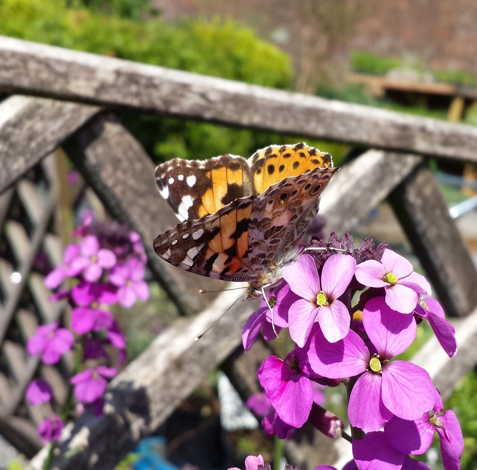 Samsung Galaxy S4 sample photo. Painted lady, butterfly, insect photography