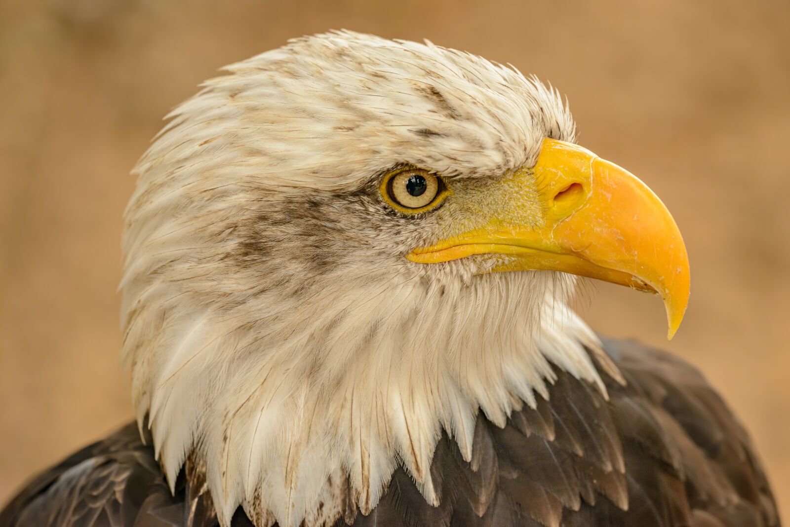 Nikon D800E sample photo. Eagle, marine, portrait photography