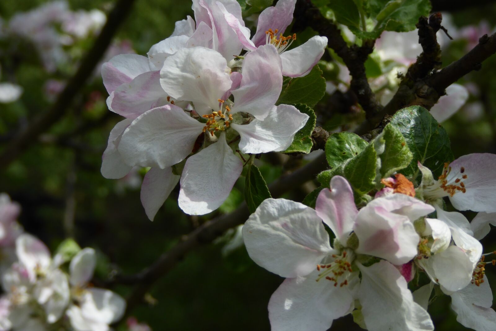 Panasonic DMC-TZ61 sample photo. Apple tree, blossom, bloom photography