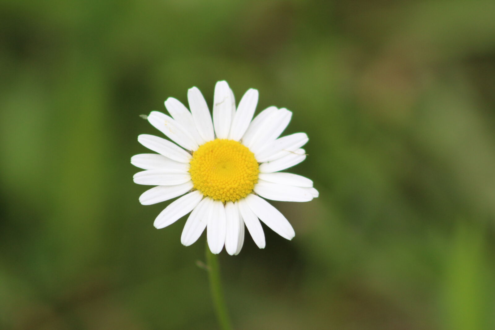 Canon EF 75-300mm f/4-5.6 sample photo. Daisies, daisy, flowers, nature photography