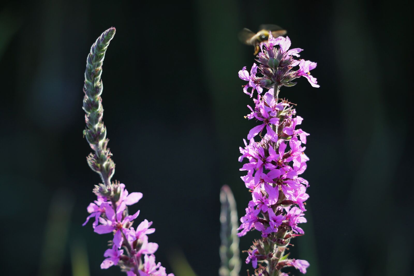 Canon EF 70-300 F4-5.6 IS II USM sample photo. Red fox speedwell, veronica photography