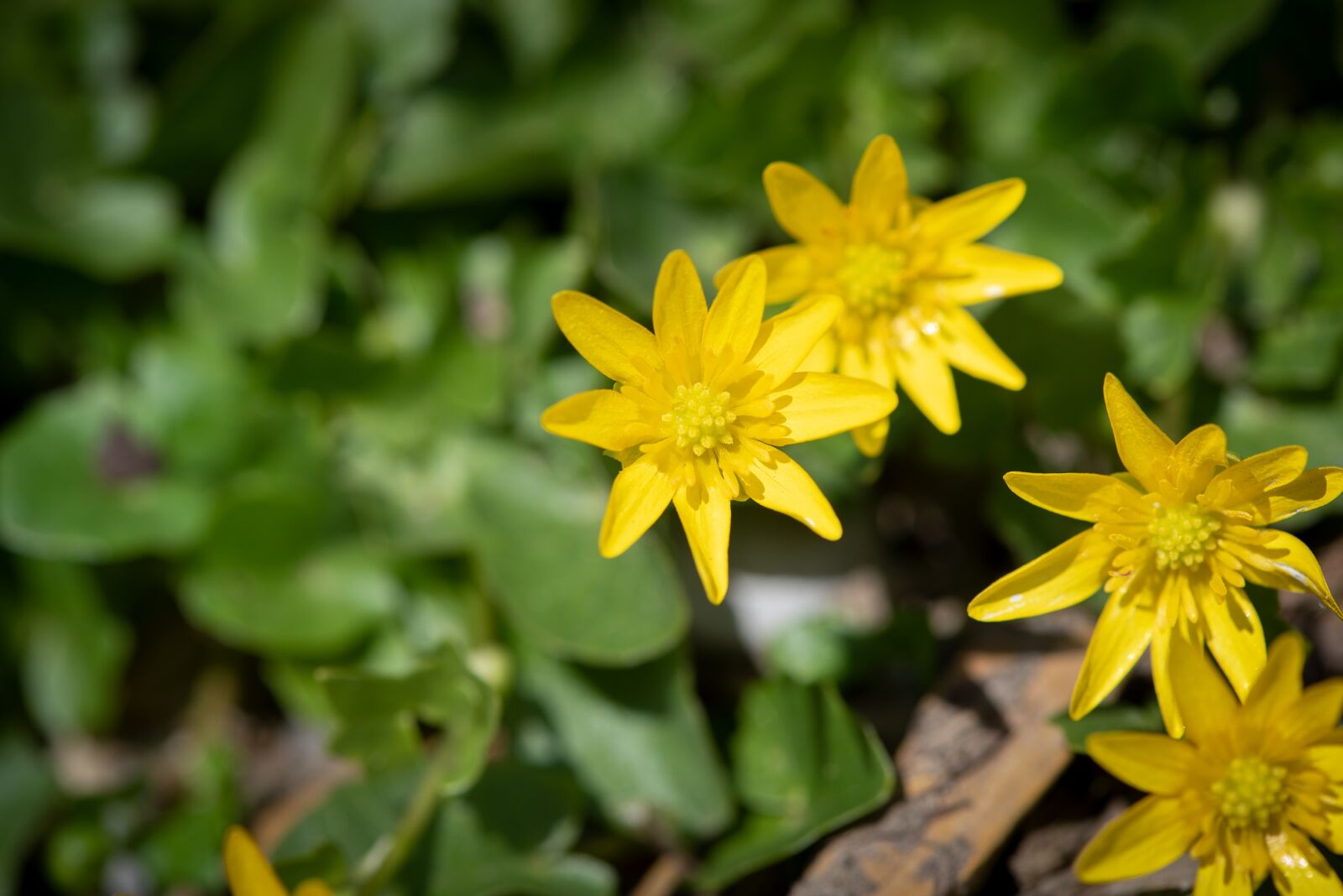 Nikon D750 sample photo. Celandine, yellow, flower photography