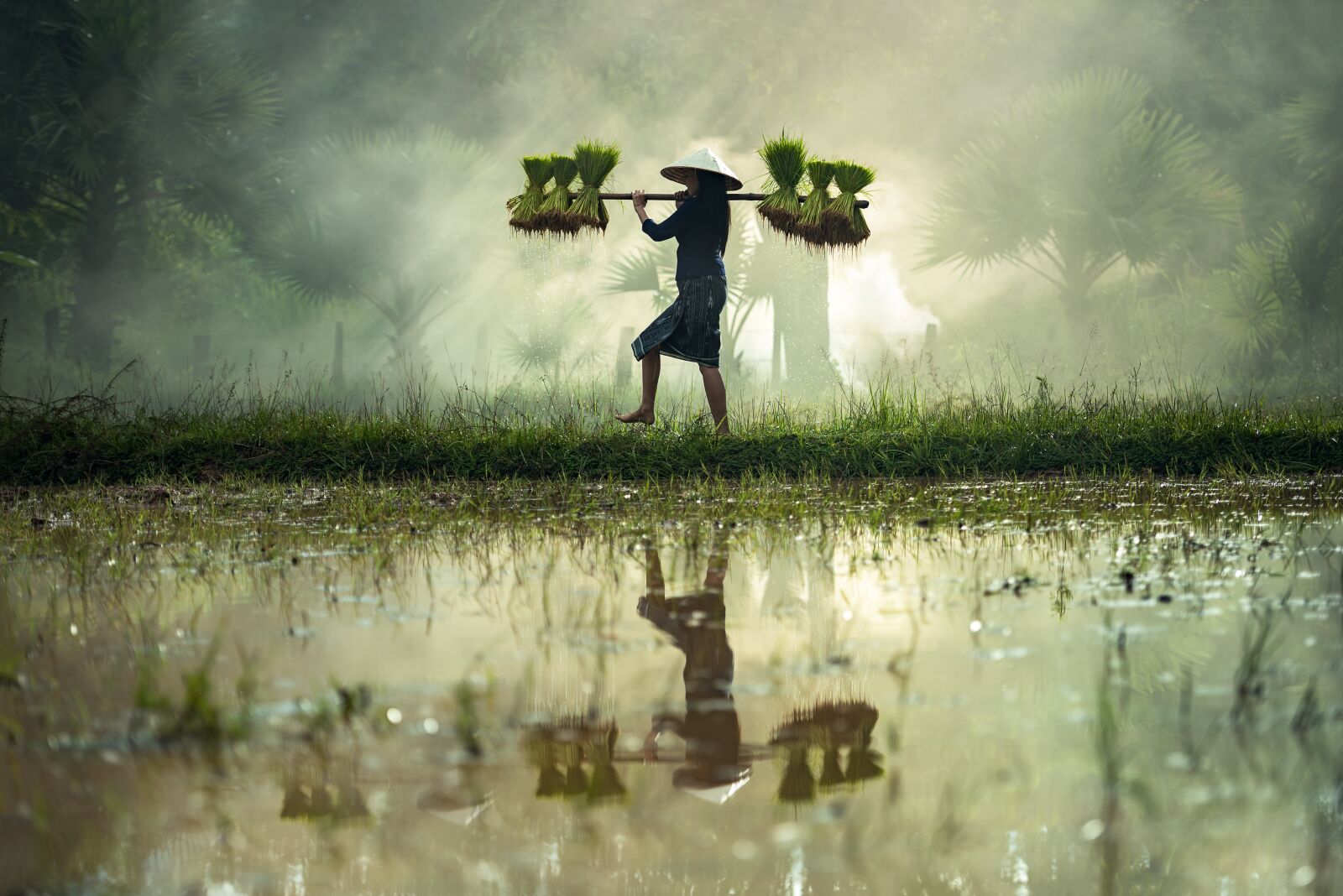 Nikon D810 sample photo. Harvesting, myanmar, burma photography