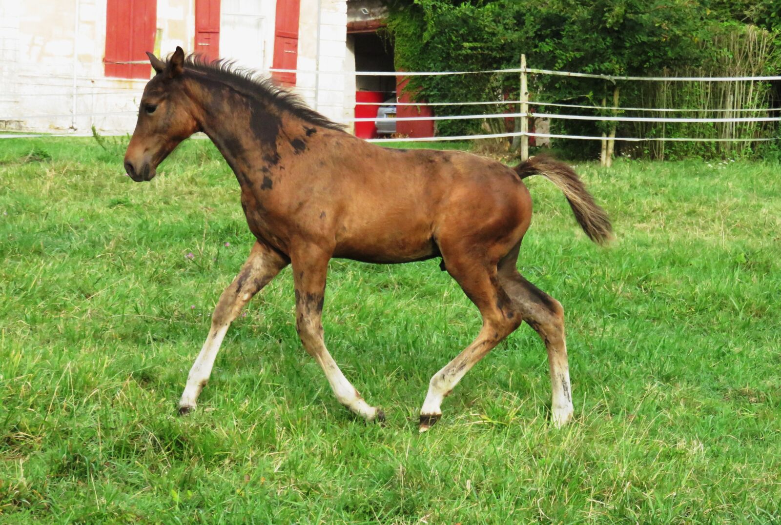 Canon PowerShot SX700 HS sample photo. Foal, horse, horses photography