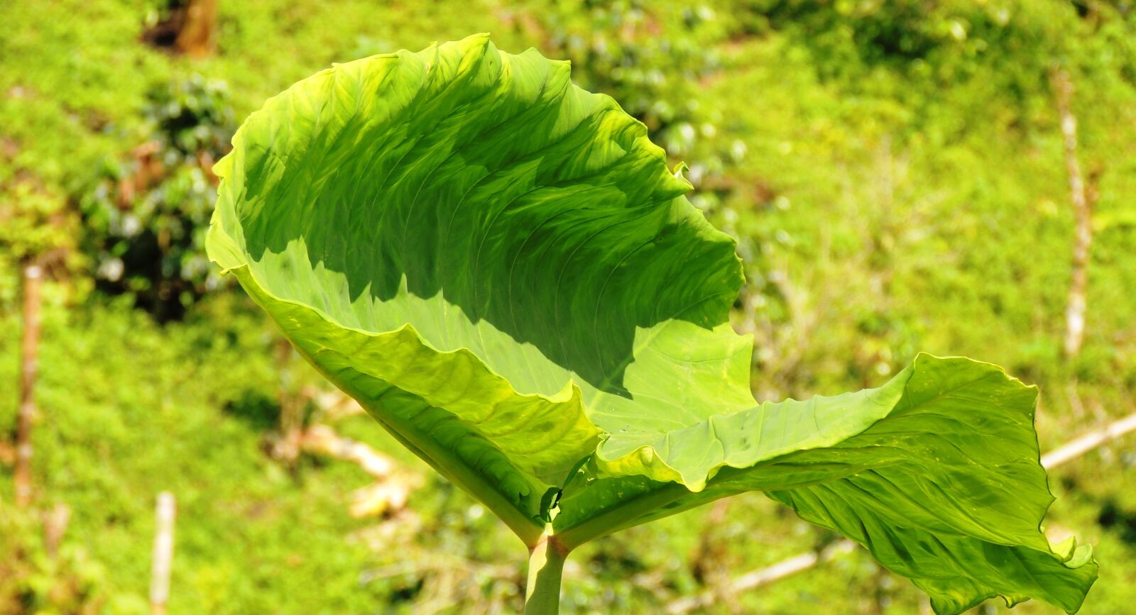 Nikon Coolpix P510 sample photo. Nature, leaf, bright photography