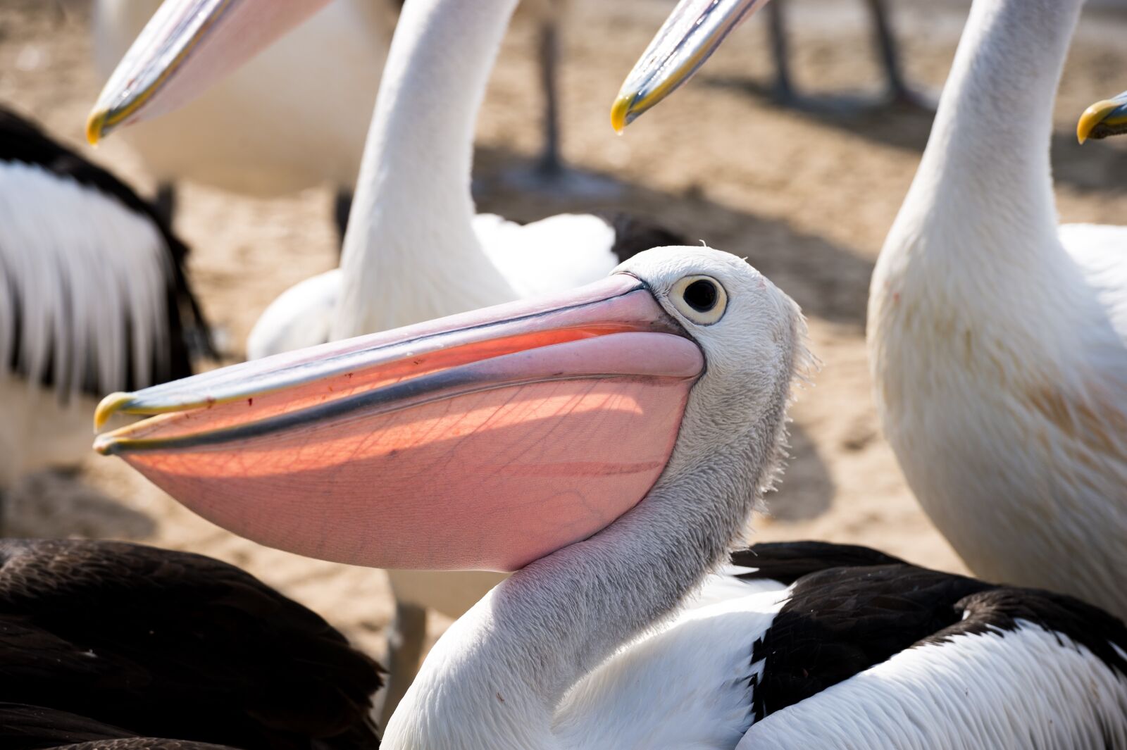 Nikon Df sample photo. Pelican, beak, waiting photography