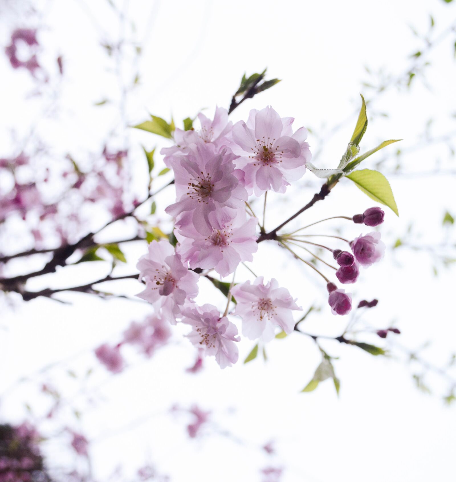 Nikon D5200 sample photo. Cherry blossoms, pink, flowers photography