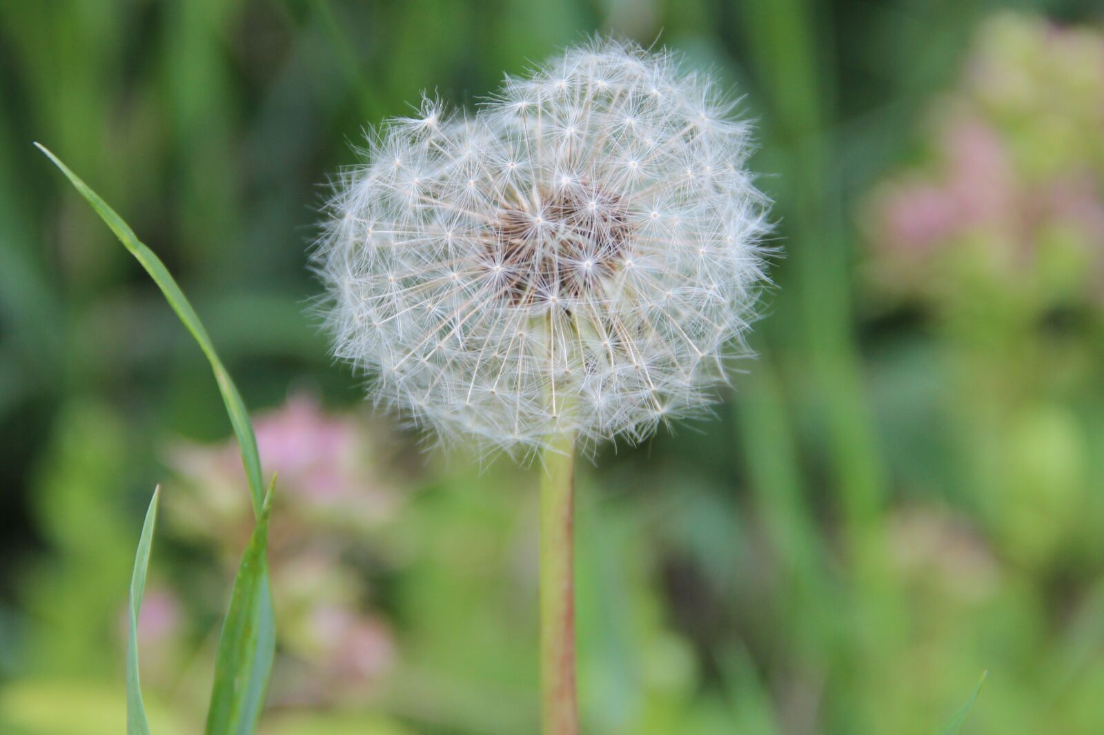 Canon EOS 600D (Rebel EOS T3i / EOS Kiss X5) sample photo. Dandelion, nature, plant photography