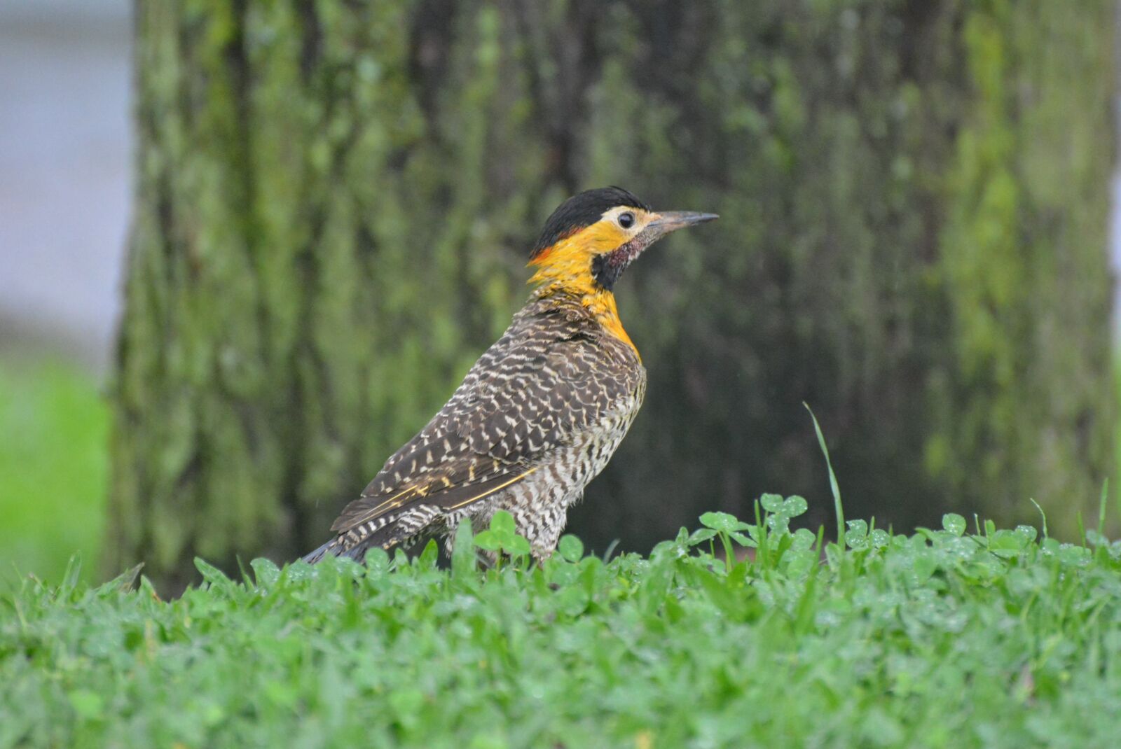 Nikon D7100 sample photo. Pica-pau-do-campo, bird, woodpecker photography