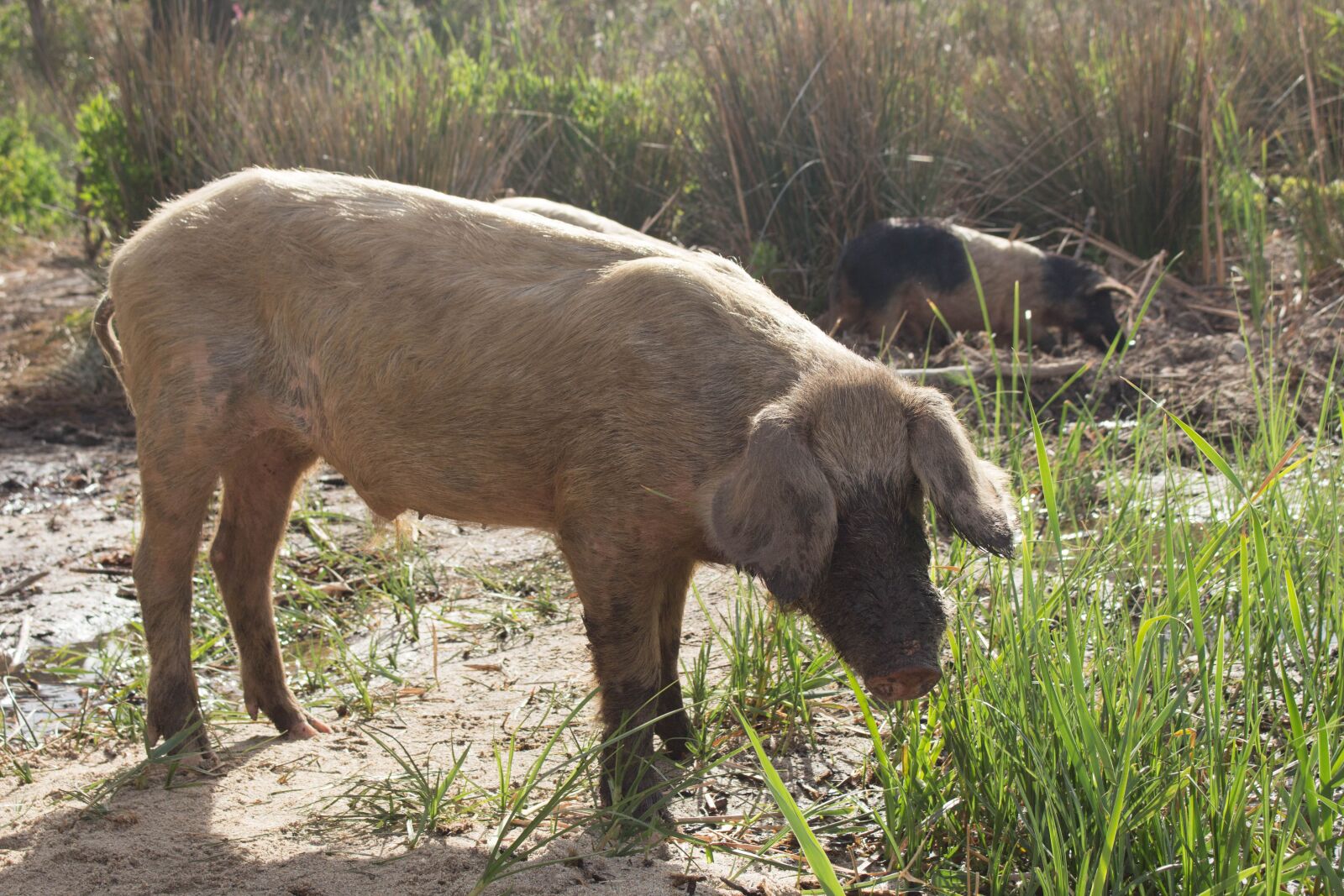 Canon EOS 100D (EOS Rebel SL1 / EOS Kiss X7) sample photo. Mammal, animal, nature photography