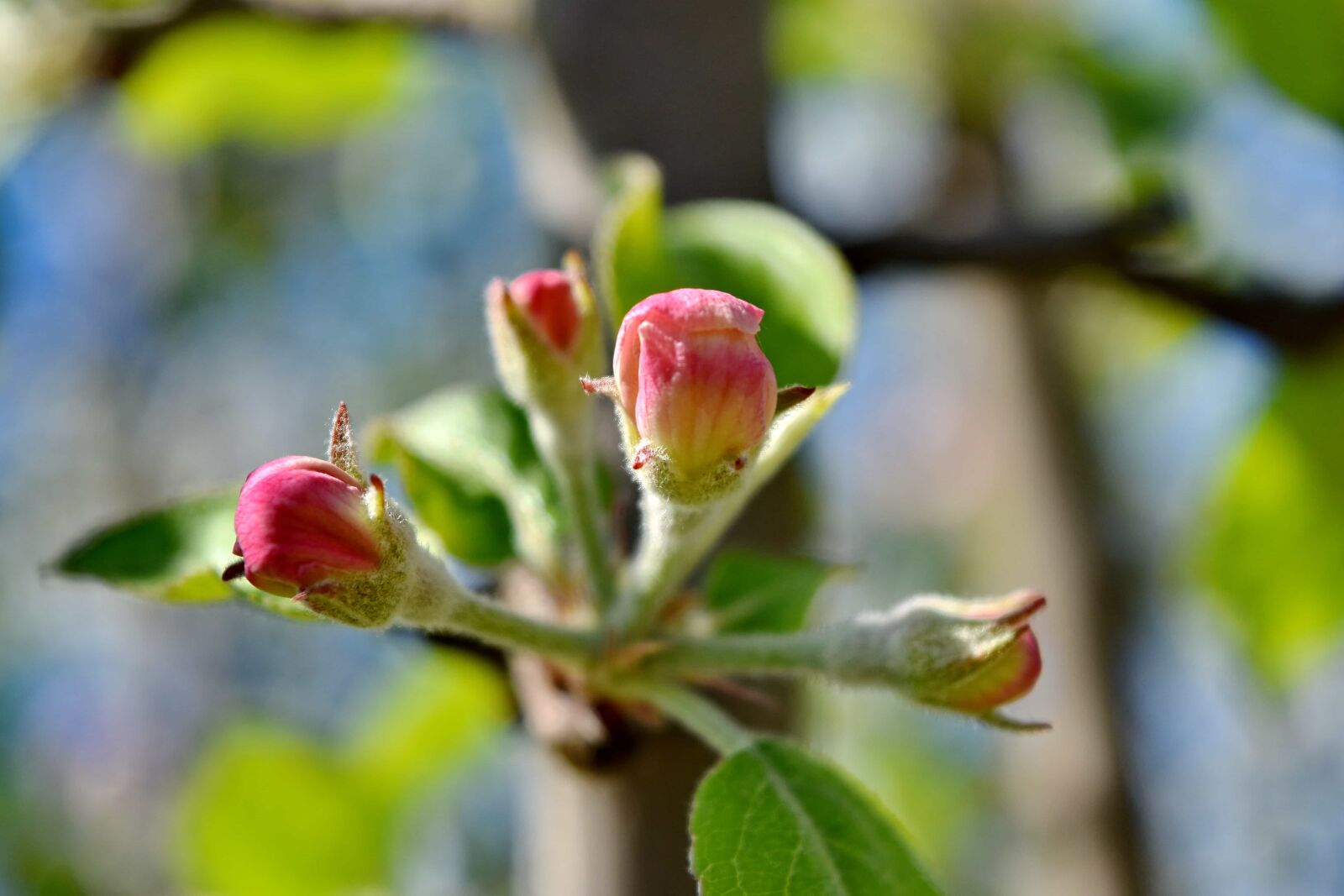 Nikon D5500 sample photo. Beautiful image, branches, flower photography