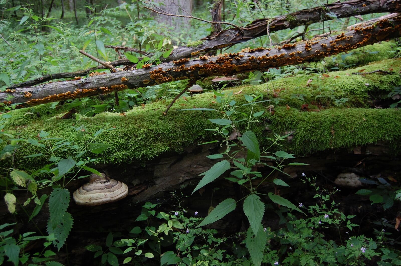 Nikon D40 sample photo. Moss, nature, lets go photography