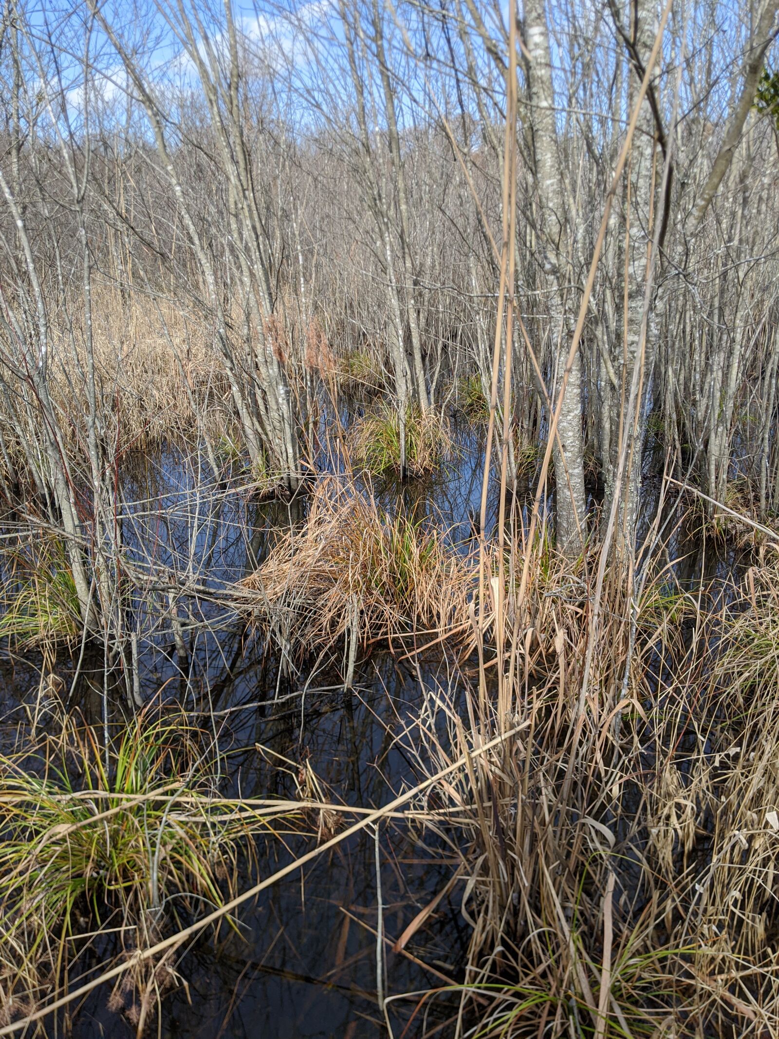 Google Pixel 3 sample photo. Swamp, great dismal swamp photography