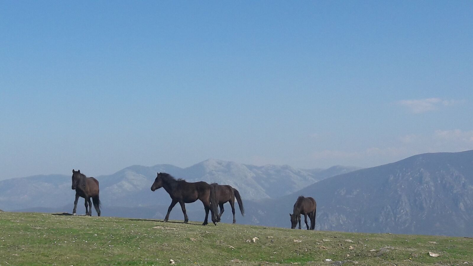 Samsung Galaxy A5(2016) sample photo. Horses, asturcon, asturias photography