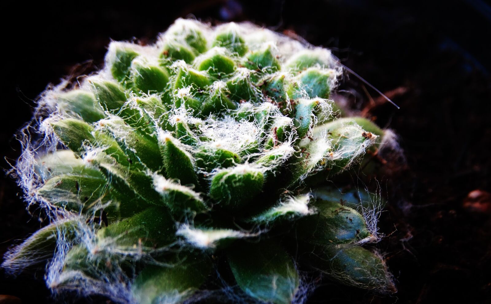 Sony Cyber-shot DSC-HX300 sample photo. Succulent, houseleek, thick sheet photography