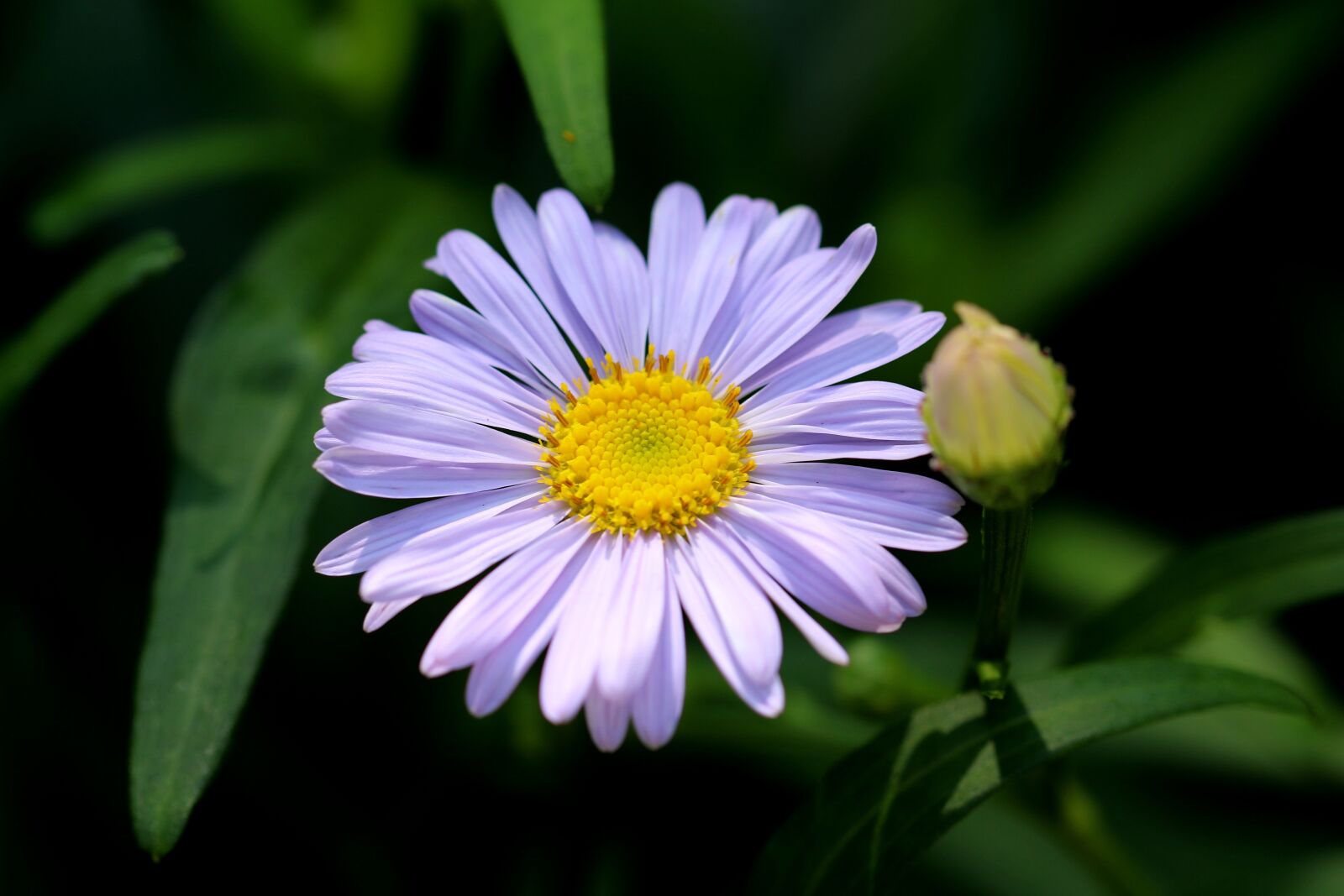Canon EOS 7D Mark II sample photo. The united states, chrysanthemum photography