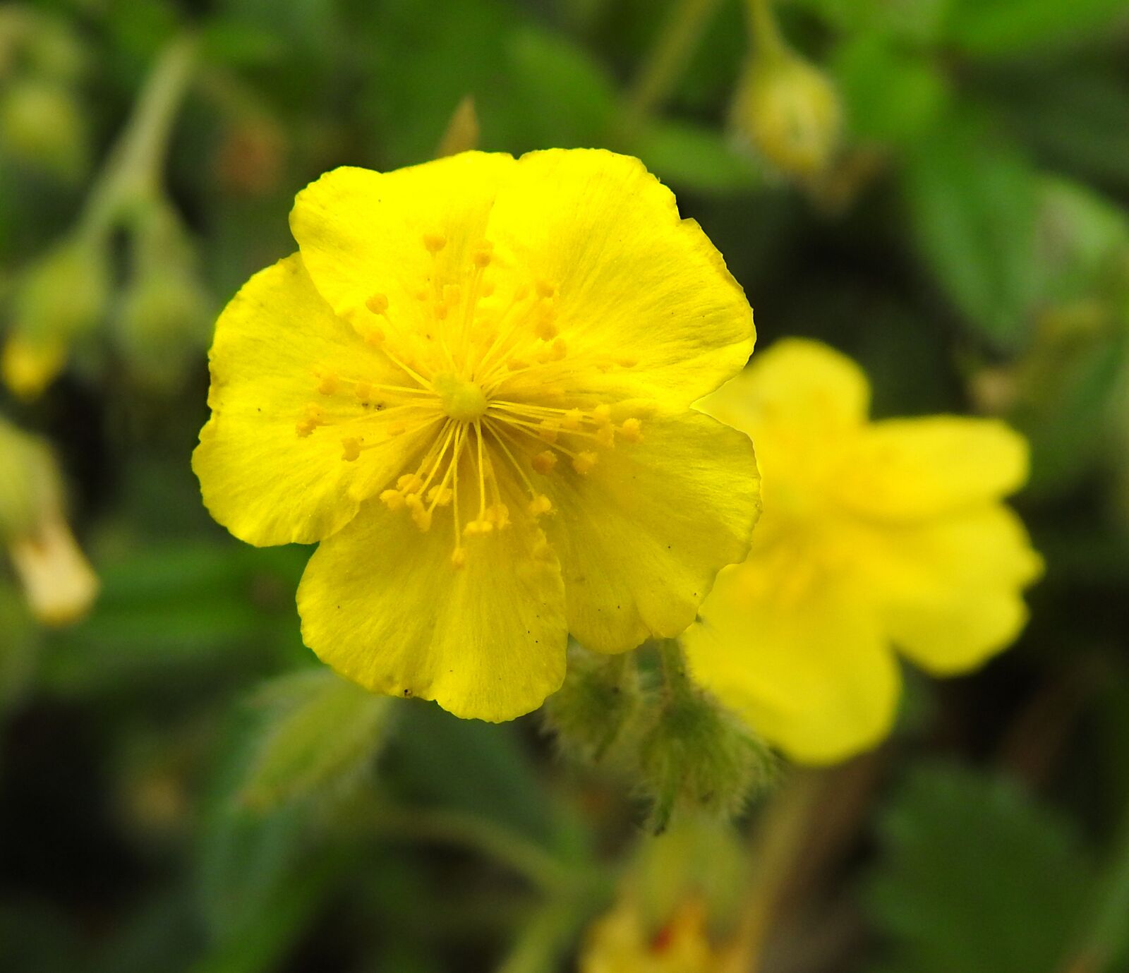 Nikon Coolpix P900 sample photo. Flower, rock rose, more photography