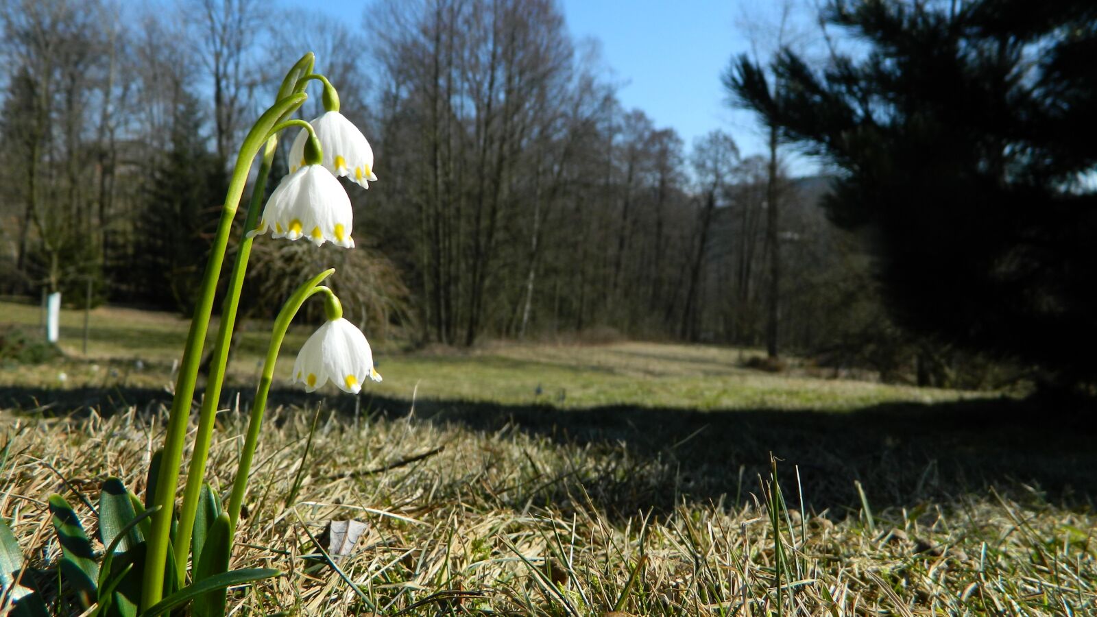 Nikon Coolpix L120 sample photo. Snowflake, white, flower photography