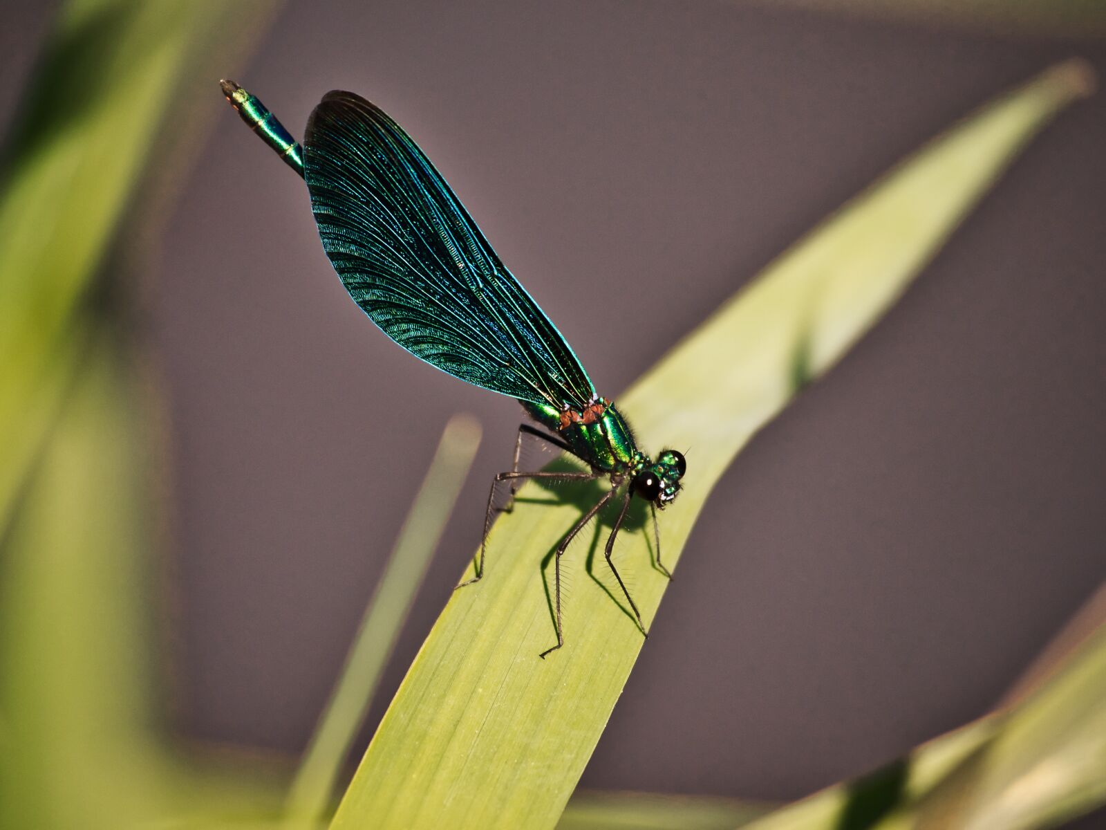 Panasonic Lumix DMC-GX8 sample photo. Dragonfly, macro, close up photography