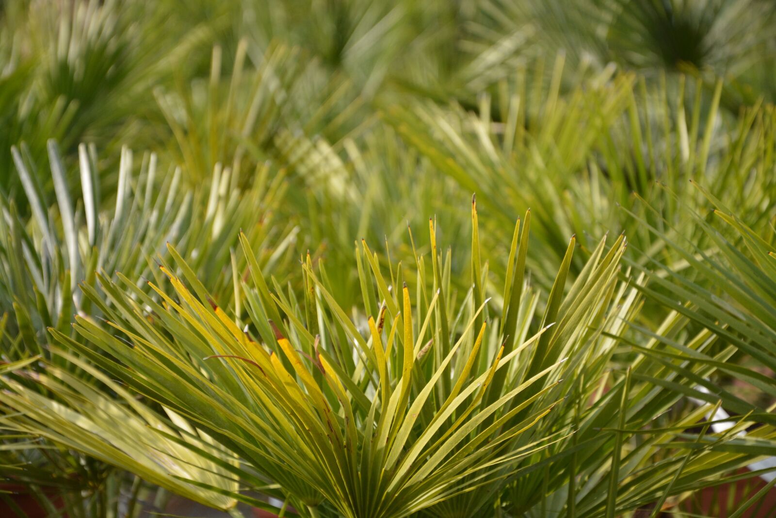Nikon D5200 sample photo. Palm, green foliage, garden photography