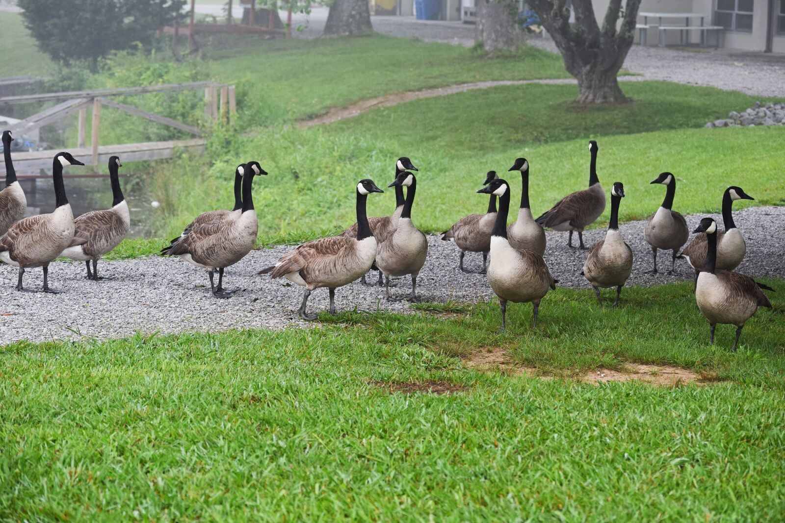 Nikon D3300 sample photo. Gaggle of geese, canada photography